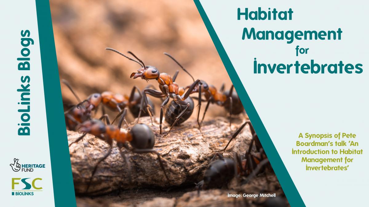 Habitat Management for Invertebrates Biodiversity Projects